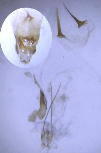 Amblyptilia acanthadactyla